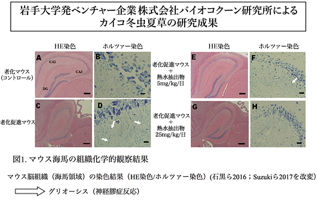 岩手大学発ベンチャー企業株式会社バイオコクーン研究所によるカイコ冬虫夏草の研究成果