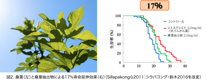 図2. 桑葉と桑葉抽出物による17%寿命延伸効果(Sillapakongら2011;シラパコング・鈴木2016を改変)